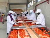العمل فى تجفيف الطماطم بمجمع قرية الكيمان
