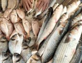 سمك الإسكندرية