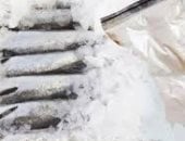 سمك بالكوكايين 