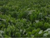 زراعة البنجر بالشرقية 