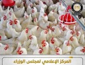 المركز الإعلامي لمجلس الوزراء