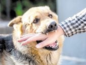 كلب يعقر فتاة