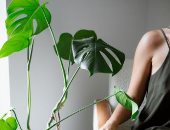  العناية بالنباتات 