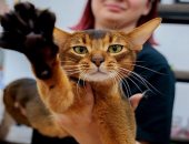 قط حبشي يحصل على لقب أجمل قط في العالم لعام 2025