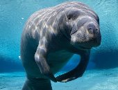  الأطوم بستاني البحر