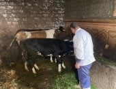  تحصين 68 ألف رأس ماشية في الحملة القومية الاستثنائية 