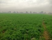 الجدول الزمني لري القمح