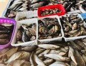 أسعار الأسماك بكفر الشيخ