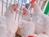  أسعار الدواجن بكفر الشيخ