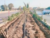 زراعة 7 أنواع من الشتلات بمدخل 30 يونيو