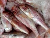 الاسماك فى سوق الإسكندرية