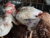 سعر كيلو الفراخ بالقليوبية الثلاثاء 3–3-2026.. البيضاء بـ105 جنيها
