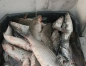 أنواع وأسعار الأسماك في أسواق دمياط