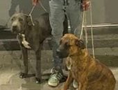 القبض على "عاطل الرمل" بطل واقعة تعذيب قطة تحت أنياب الكلاب