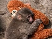 تفسير حلم القرد ودلالاته