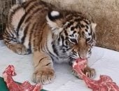 انتقادات لحديقة حيوان صينية بسبب نمر نافق