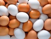أسعار البيض بكفر الشيخ 