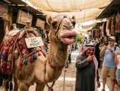 صورة تعبيرية بالذكاء الاصطناعى عن الإبل