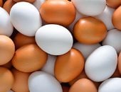 سعر البيض