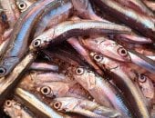 أسعار السمك اليوم بالإسكندرية