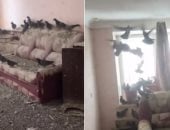 حمام يحتل شقة بعد ترك نافذة مفتوحة 3 سنوات