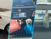 طريقة نقل غير آمنة سبب نفوق حيوانات أليفة