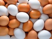 سعر البيض بكفر الشيخ الأربعاء 11 مارس 2026