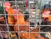 أسواق الدواجن