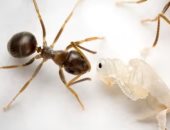 محاولة تهريب 2000 نملة 