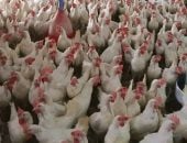 أسعار الفراخ البيضاء اليوم الأحد