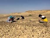  اكتشاف نوع جديد من أسلاف القردة العليا يعيد رسم خريطة تطورها