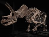 ديناصور ترايسيراتوبس عمره 66 مليون عام