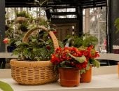 العناية بالزهور 