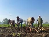 حصاد البطاطس فى البدرشين