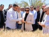 محافظ الوادى الجديد تتابع حصاد القمح