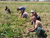 حصاد محصول بنجر السكر