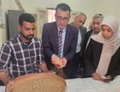 تموين الأقصر تعلن بداية موسم توريد القمح في 4 نقاط