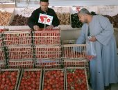 كيلو الطماطم ب 25 جنيها بالوادي الجديد