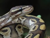 هل الثعابين تلد أم تبيض؟