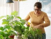  7 فوائد لا تعرفها عن النباتات المنزلية