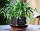 نبات العنكبوت 