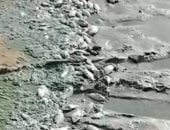 نفوق الأسماك 