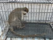 نسانس الزنكلون