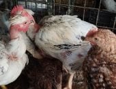 أسعار الدواجن بالغربية اليوم الثلاثاء 21 أبريل 2026