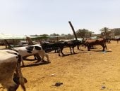 جولة فى سوق الثلاثاء بأسوان