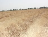 القمح -أرشيفية 