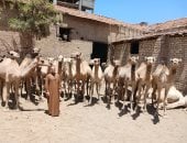 جمال باسعار مخفضة