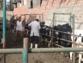 تحصين الماشية ضد الحمى القلاعية