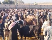 اضاحى العيد