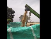 القمح 